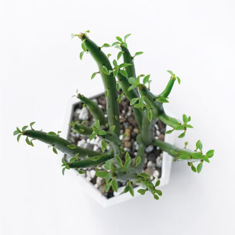 (預購) 白灰漸層系列 | 珊瑚大戟 六邊形水泥多肉植栽