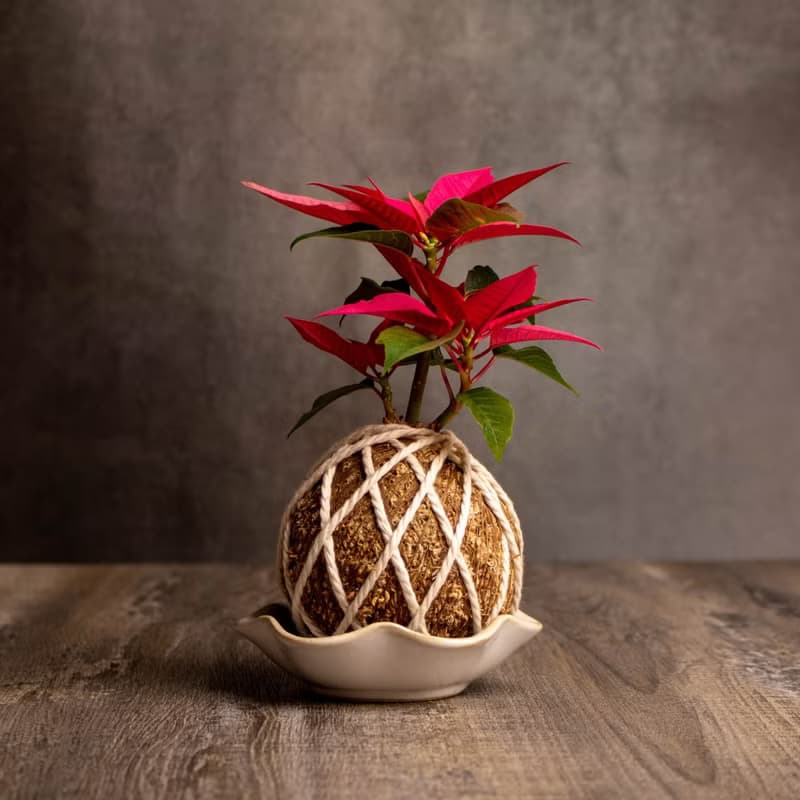 聖誕紅水苔球 苔球植物 苔玉 適合室內植物 辦公室植物 交換禮物