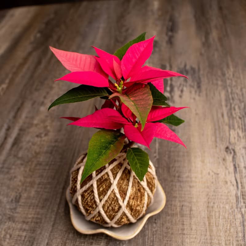 聖誕紅水苔球 苔球植物 苔玉 適合室內植物 辦公室植物 交換禮物