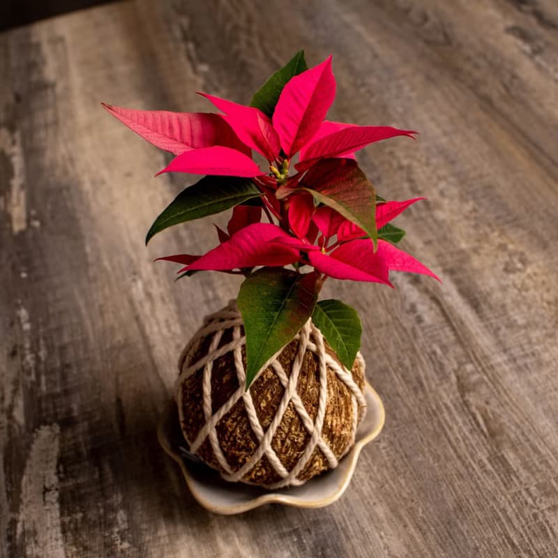 聖誕紅水苔球 苔球植物 苔玉 適合室內植物 辦公室植物 交換禮物