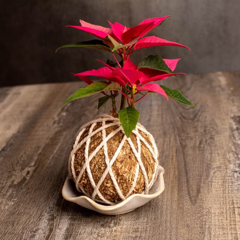 聖誕紅水苔球 苔球植物 苔玉 適合室內植物 辦公室植物 交換禮物