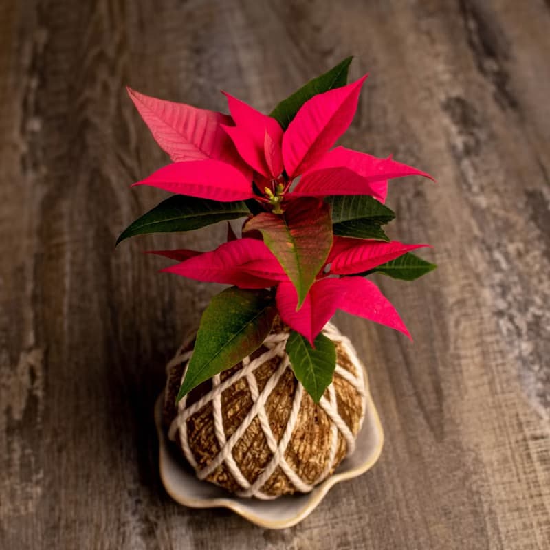 聖誕紅水苔球 苔球植物 苔玉 適合室內植物 辦公室植物 交換禮物