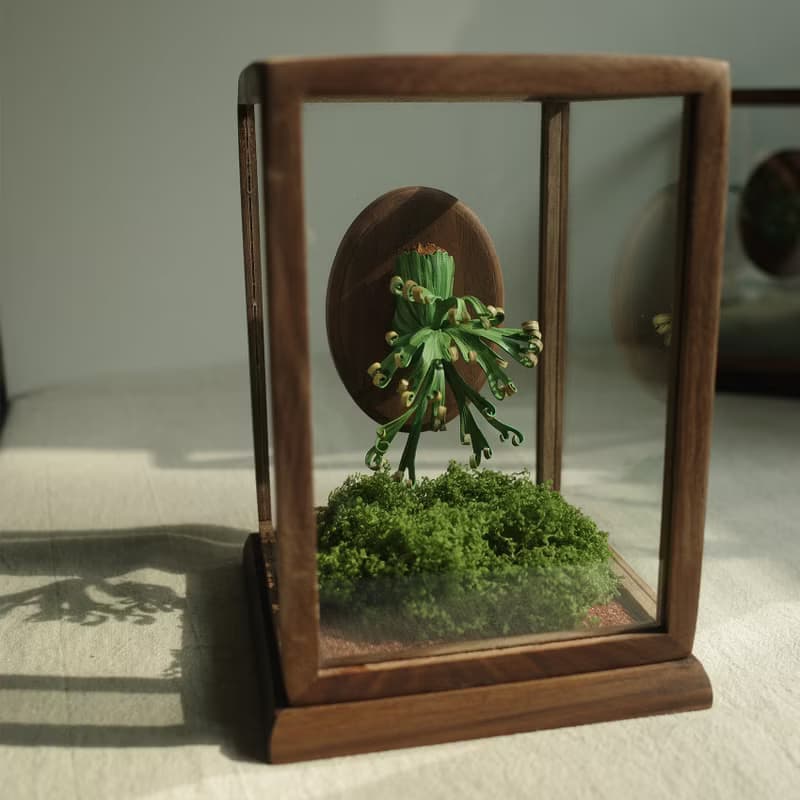 胡桃木玻璃罩展示盒-鹿角蕨作品加購