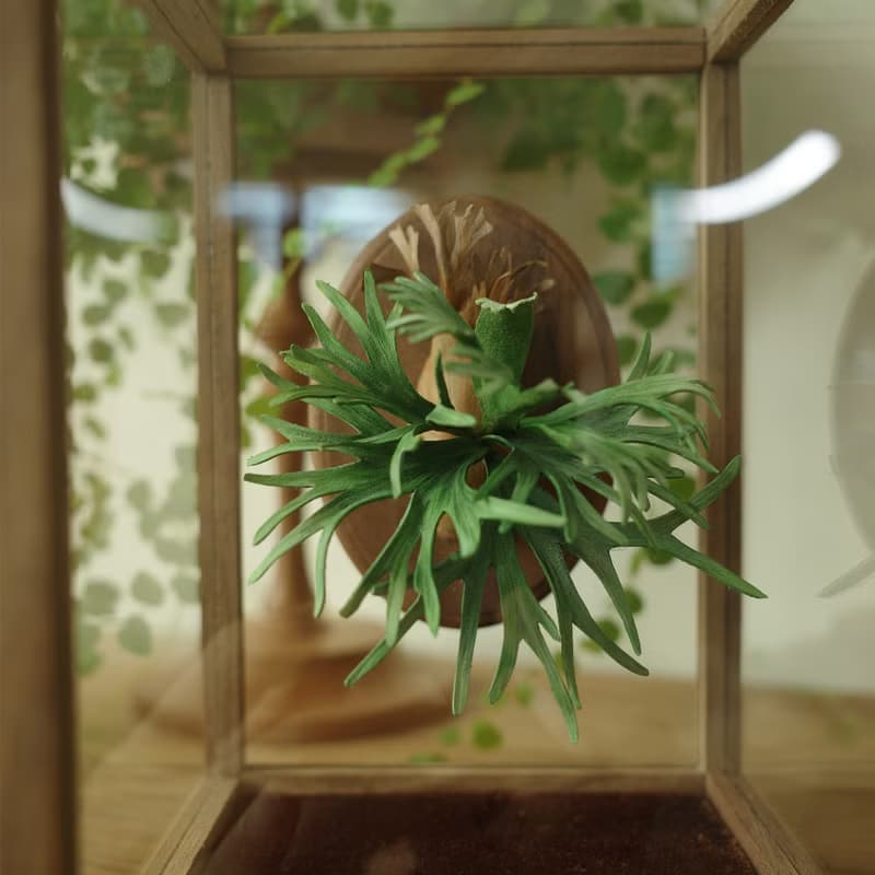 胡桃木玻璃罩展示盒-鹿角蕨作品加購