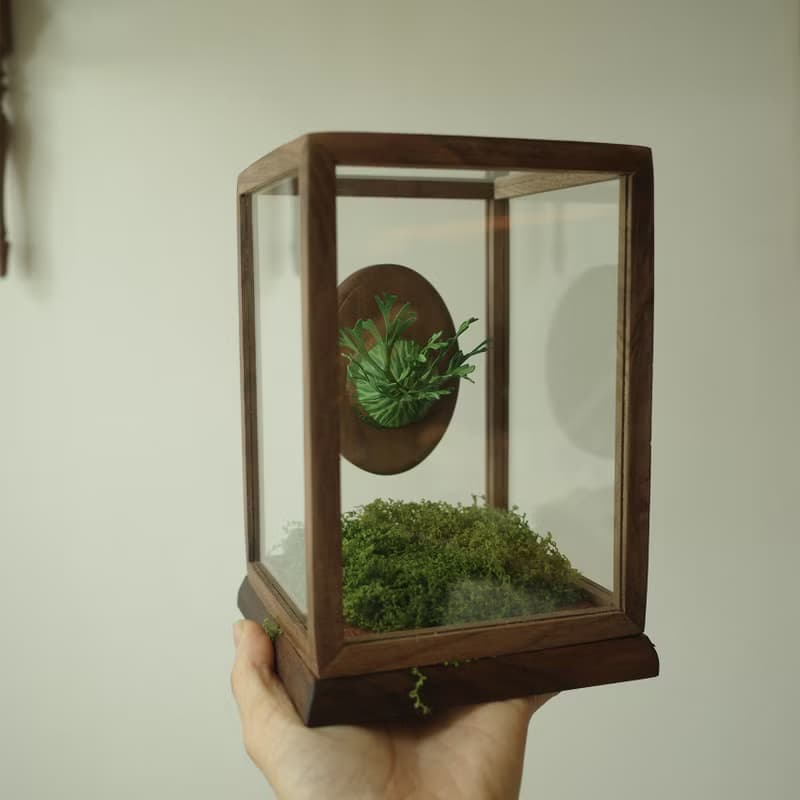 胡桃木玻璃罩展示盒-鹿角蕨作品加購