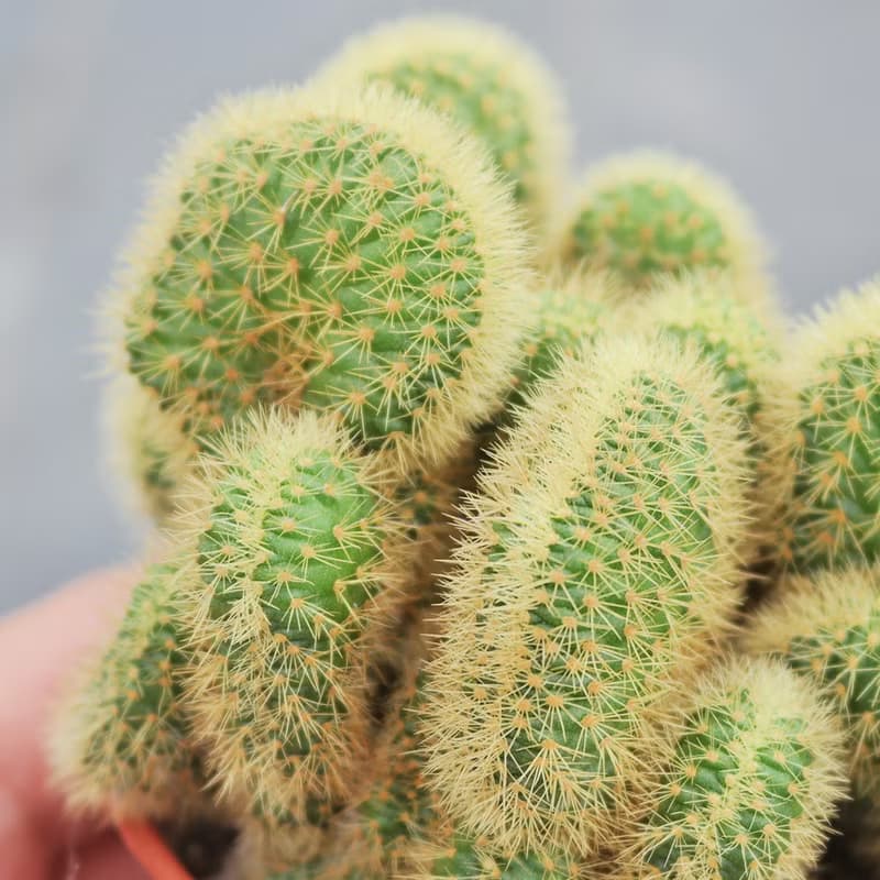 【荳荳多肉】【金鈕綴化】喬遷│送禮│升遷│多肉植物