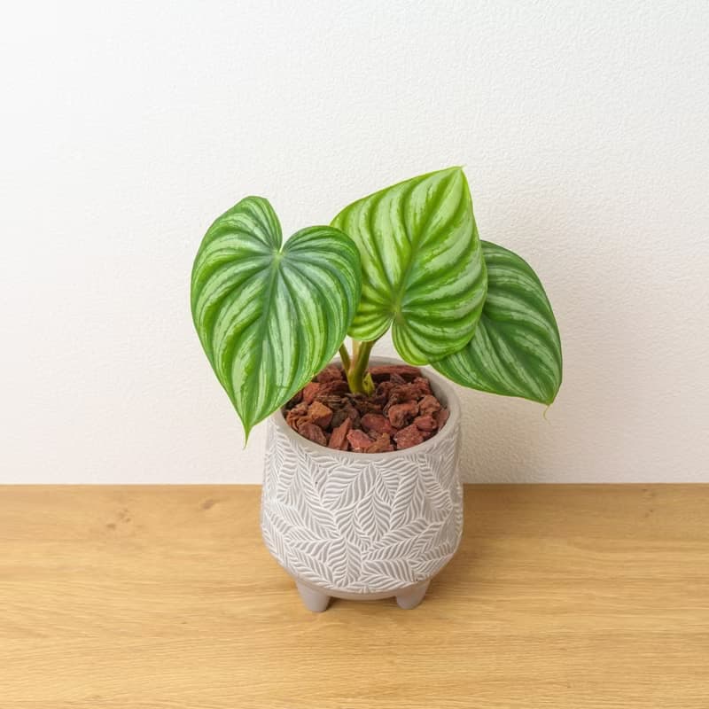 西瓜普洛蔓綠絨 中樹葉紋 水泥盆栽 開幕送禮 喬遷禮物 植栽 盆栽
