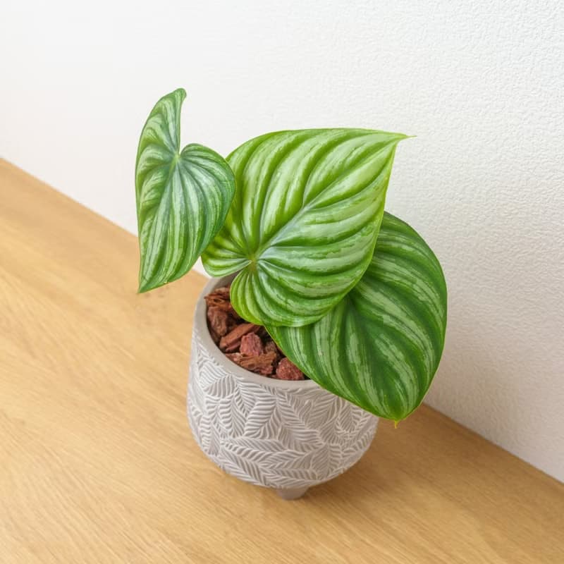 西瓜普洛蔓綠絨 中樹葉紋 水泥盆栽 開幕送禮 喬遷禮物 植栽 盆栽