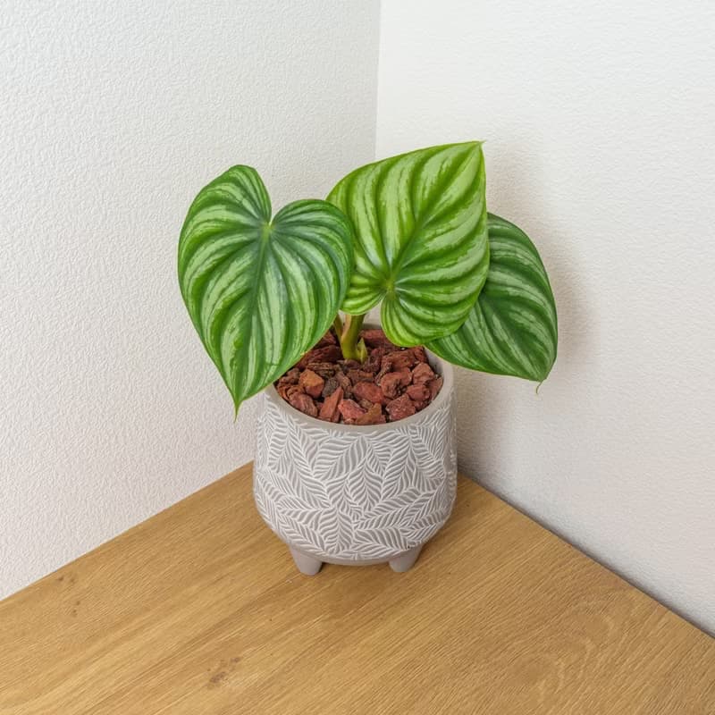 西瓜普洛蔓綠絨 中樹葉紋 水泥盆栽 開幕送禮 喬遷禮物 植栽 盆栽