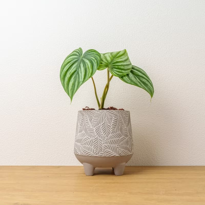 西瓜普洛蔓綠絨 中樹葉紋 水泥盆栽 開幕送禮 喬遷禮物 植栽 盆栽