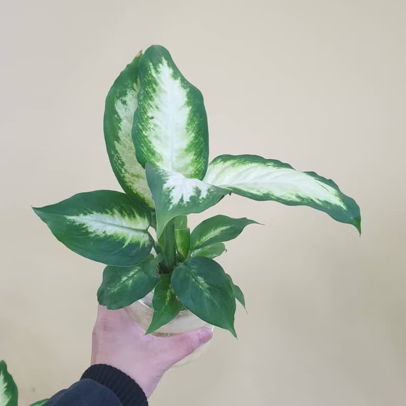植栽 室內盆栽 白玉萬年青 水耕 懶人盆栽