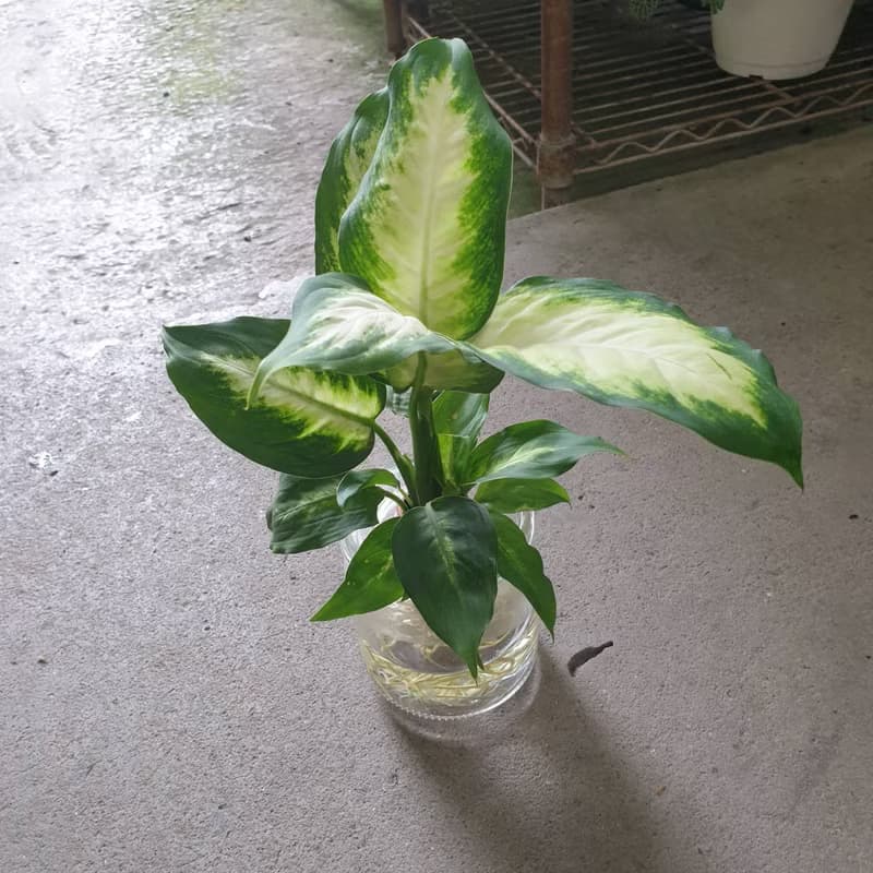 植栽 室內盆栽 白玉萬年青 水耕 懶人盆栽