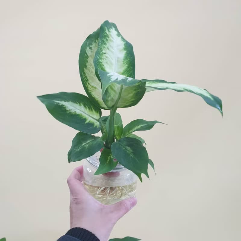 植栽 室內盆栽 白玉萬年青 水耕 懶人盆栽
