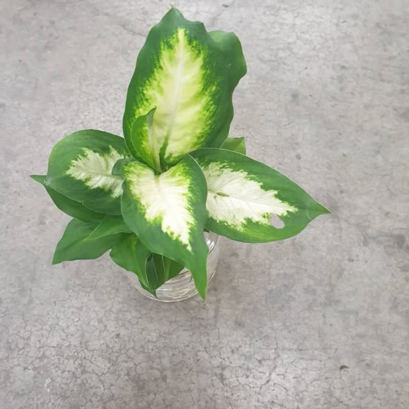 植栽 室內盆栽 白玉萬年青 水耕 懶人盆栽
