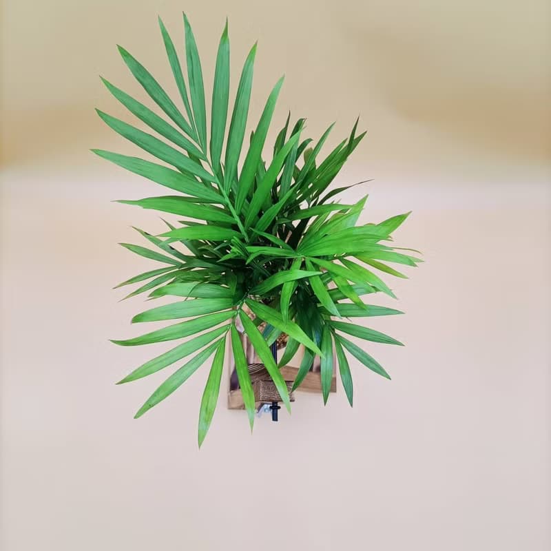 水培植物 袖珍椰子 淨化空氣 懶人植栽 創意木架 室內植物
