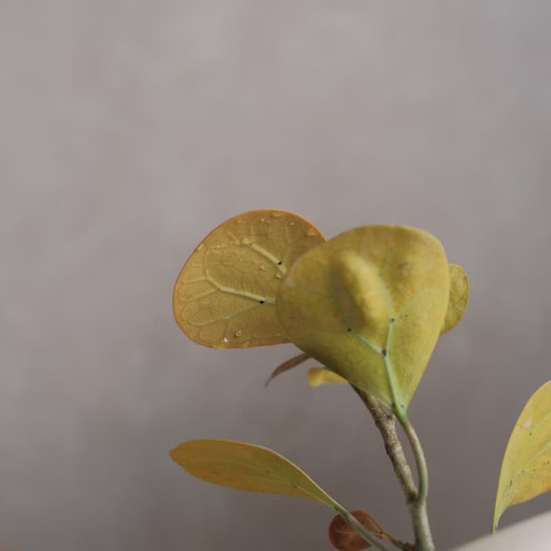 小判菩提/金背榕