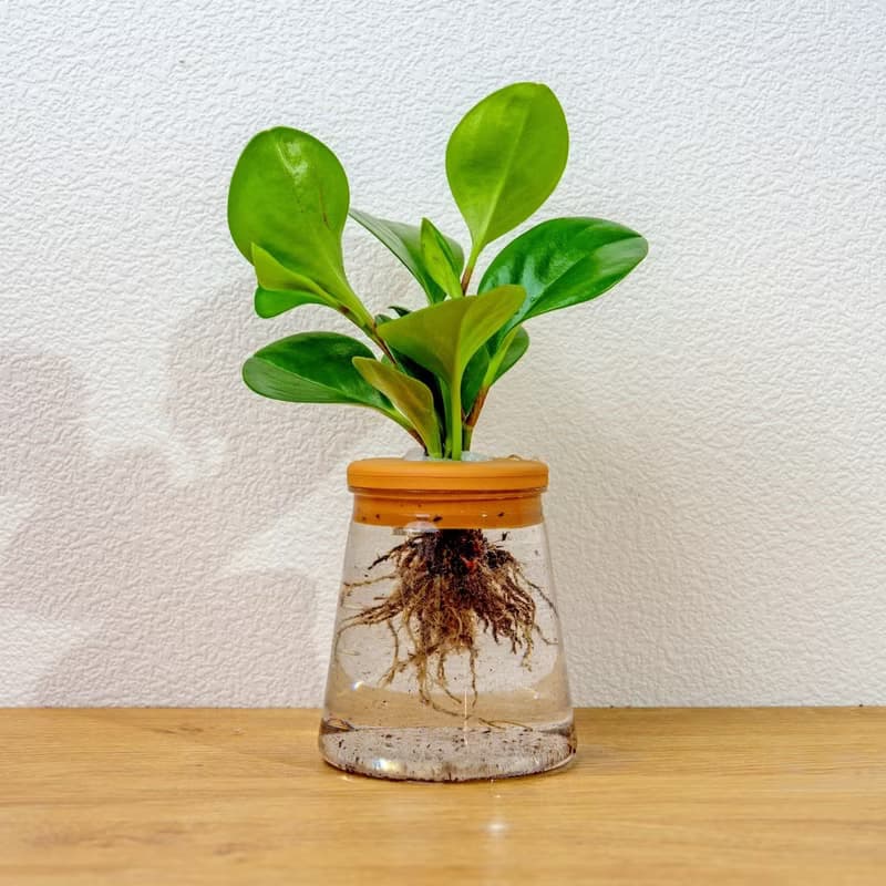 圓葉椒草 三角水耕盆栽 室內植物 觀葉植物 禮物 水培 辦公室小物