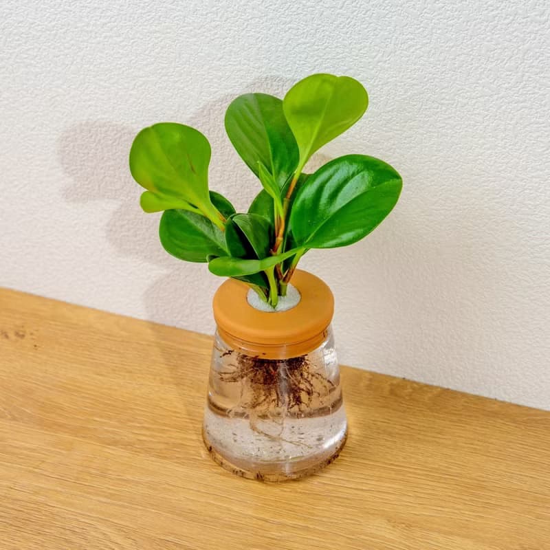 圓葉椒草 三角水耕盆栽 室內植物 觀葉植物 禮物 水培 辦公室小物