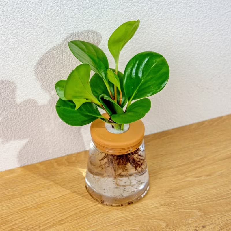 圓葉椒草 三角水耕盆栽 室內植物 觀葉植物 禮物 水培 辦公室小物