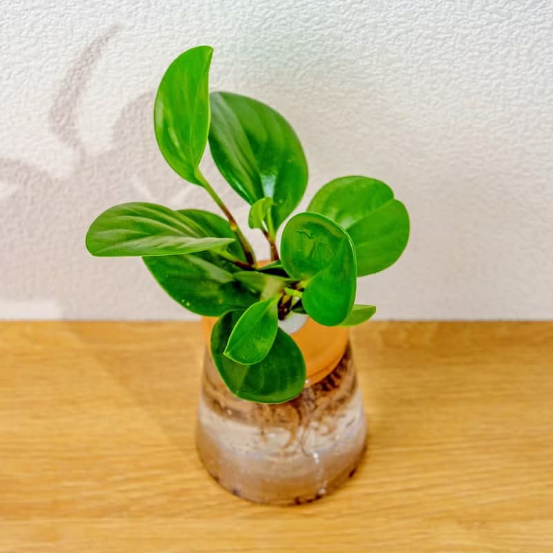 圓葉椒草 三角水耕盆栽 室內植物 觀葉植物 禮物 水培 辦公室小物