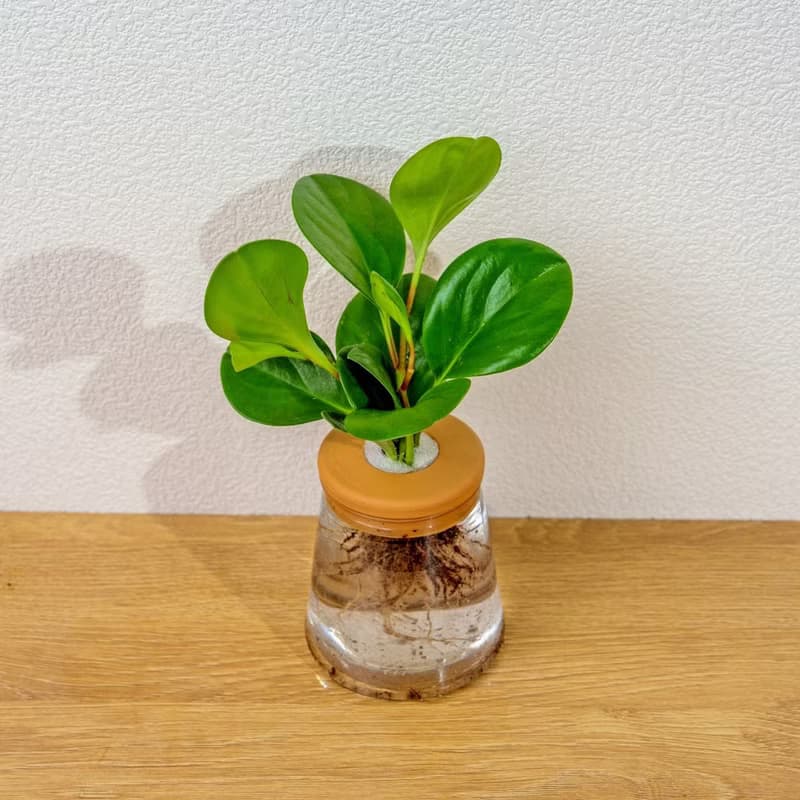 圓葉椒草 三角水耕盆栽 室內植物 觀葉植物 禮物 水培 辦公室小物