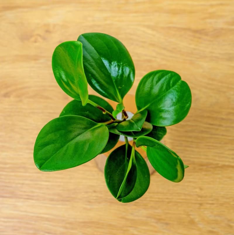 圓葉椒草 三角水耕盆栽 室內植物 觀葉植物 禮物 水培 辦公室小物