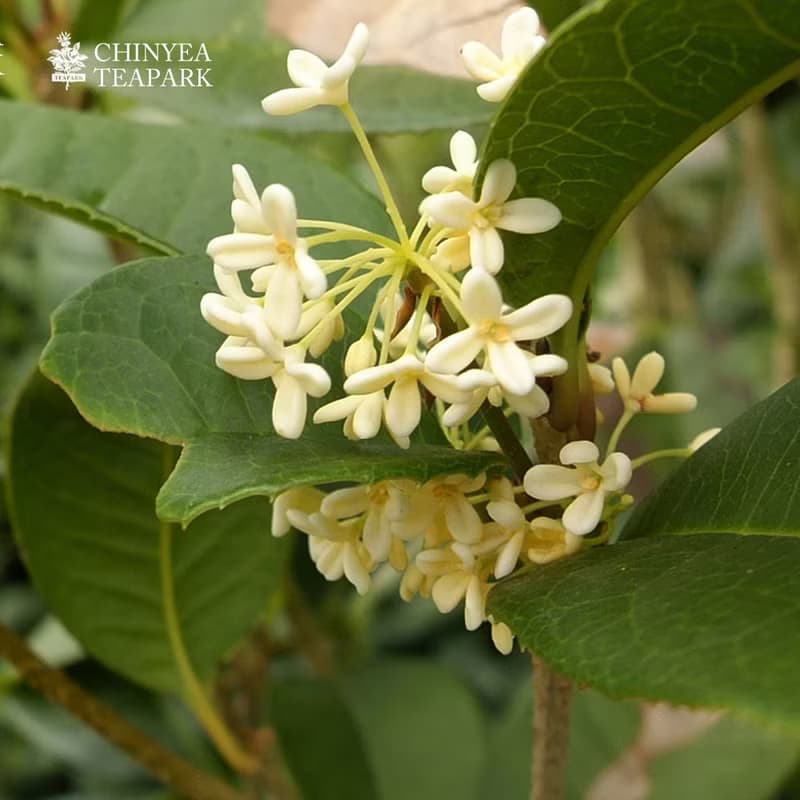 桂花烏龍茶包 -台灣人氣解膩NO.1傳統薰花茶