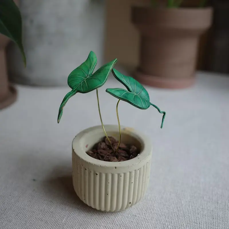 魟魚觀音蓮觀葉植物皮革盆栽