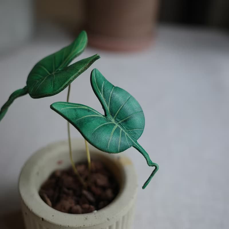 魟魚觀音蓮觀葉植物皮革盆栽