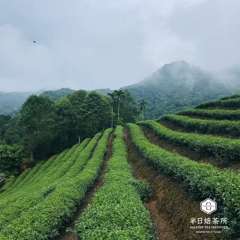 文山包種茶  台灣特產 以心烘焙-商品預購中,出貨日期請洽客服