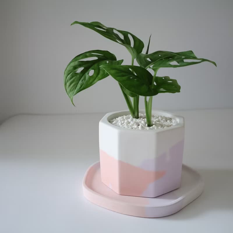窗孔蔓綠絨•夕日紫霞 / 水泥植栽 / 辦公室療癒小物 / 生日送禮