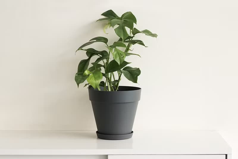 姬龜背大植栽 Rhaphidophora tetrasperma