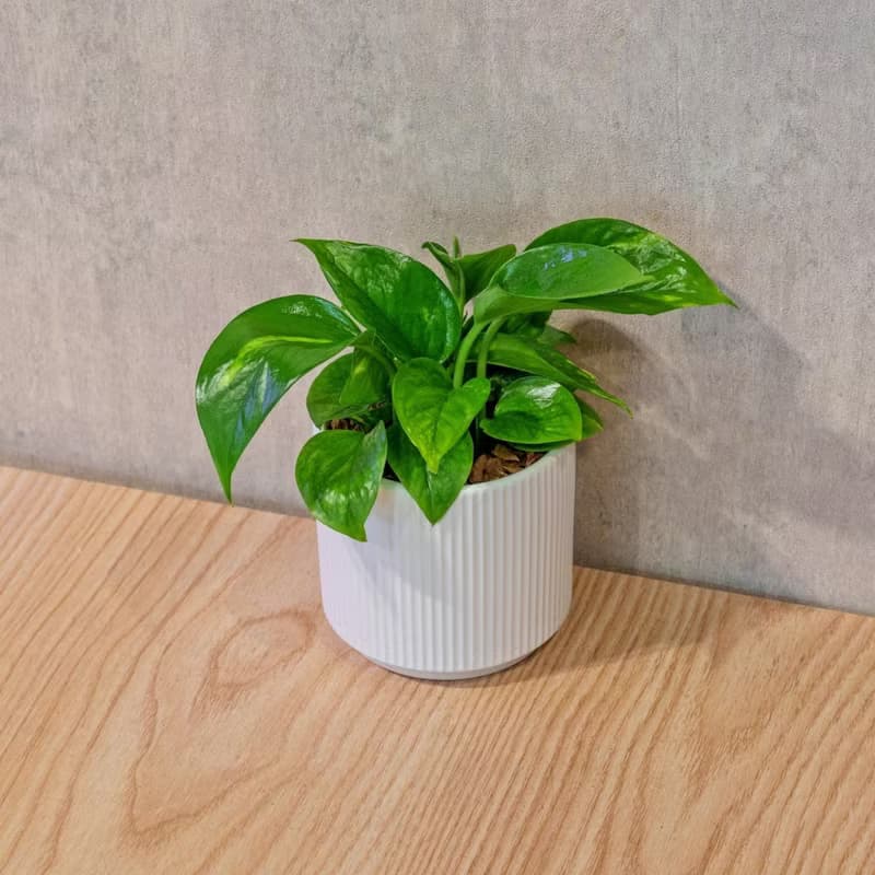 黃金葛 莫蘭迪色系直紋陶盆 室內植物 觀葉植物 禮物 盆栽