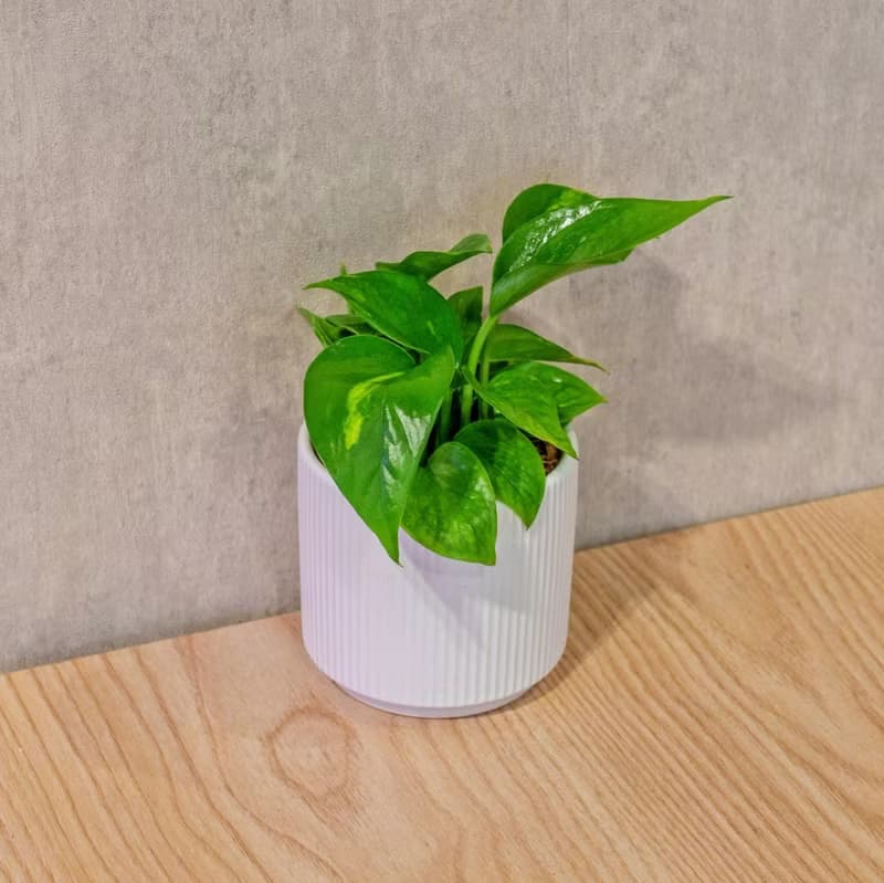 黃金葛 莫蘭迪色系直紋陶盆 室內植物 觀葉植物 禮物 盆栽