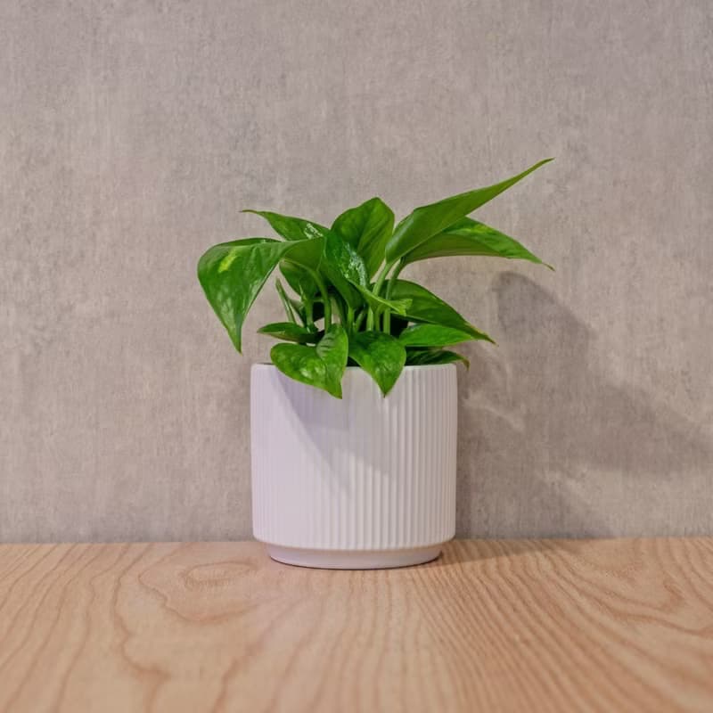 黃金葛 莫蘭迪色系直紋陶盆 室內植物 觀葉植物 禮物 盆栽
