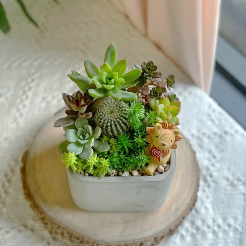 【開幕賀禮】水泥多肉組盆-方形款(2款可挑選).新居落成.升官喬遷