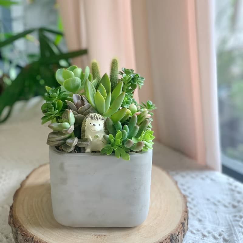 【開幕賀禮】水泥多肉組盆-方形款(2款可挑選).新居落成.升官喬遷