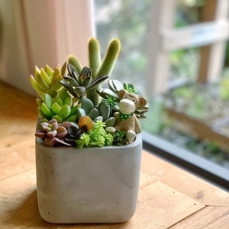 【開幕賀禮】水泥多肉組盆-方形款(2款可挑選).新居落成.升官喬遷