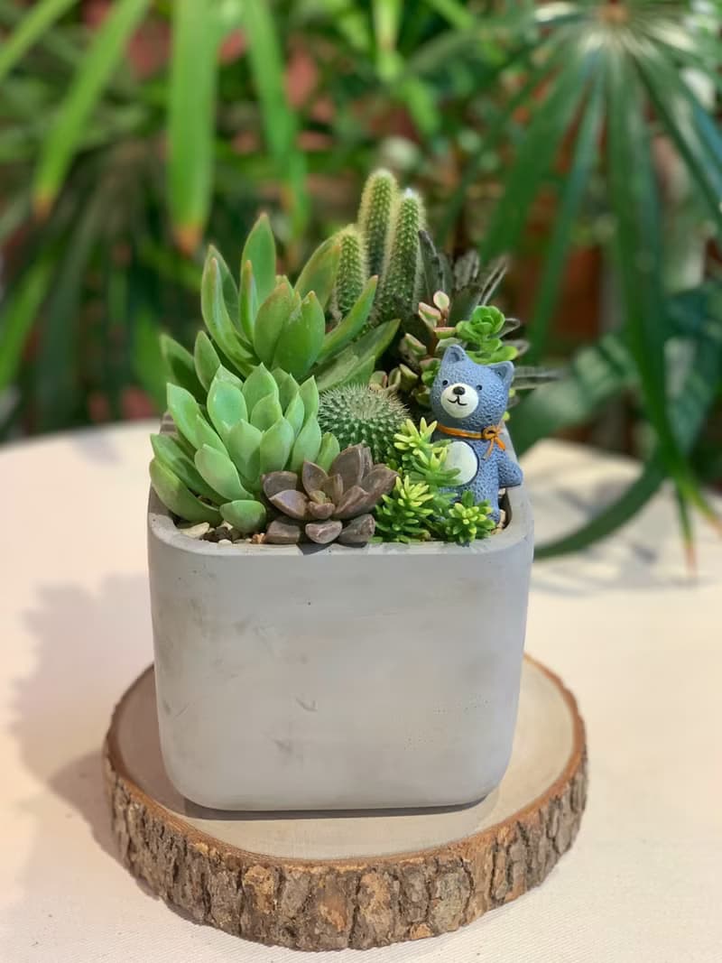 【開幕賀禮】水泥多肉組盆-方形款(2款可挑選).新居落成.升官喬遷