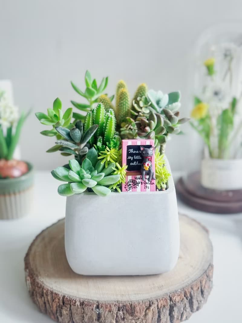 【開幕賀禮】水泥多肉組盆-方形款(2款可挑選).新居落成.升官喬遷