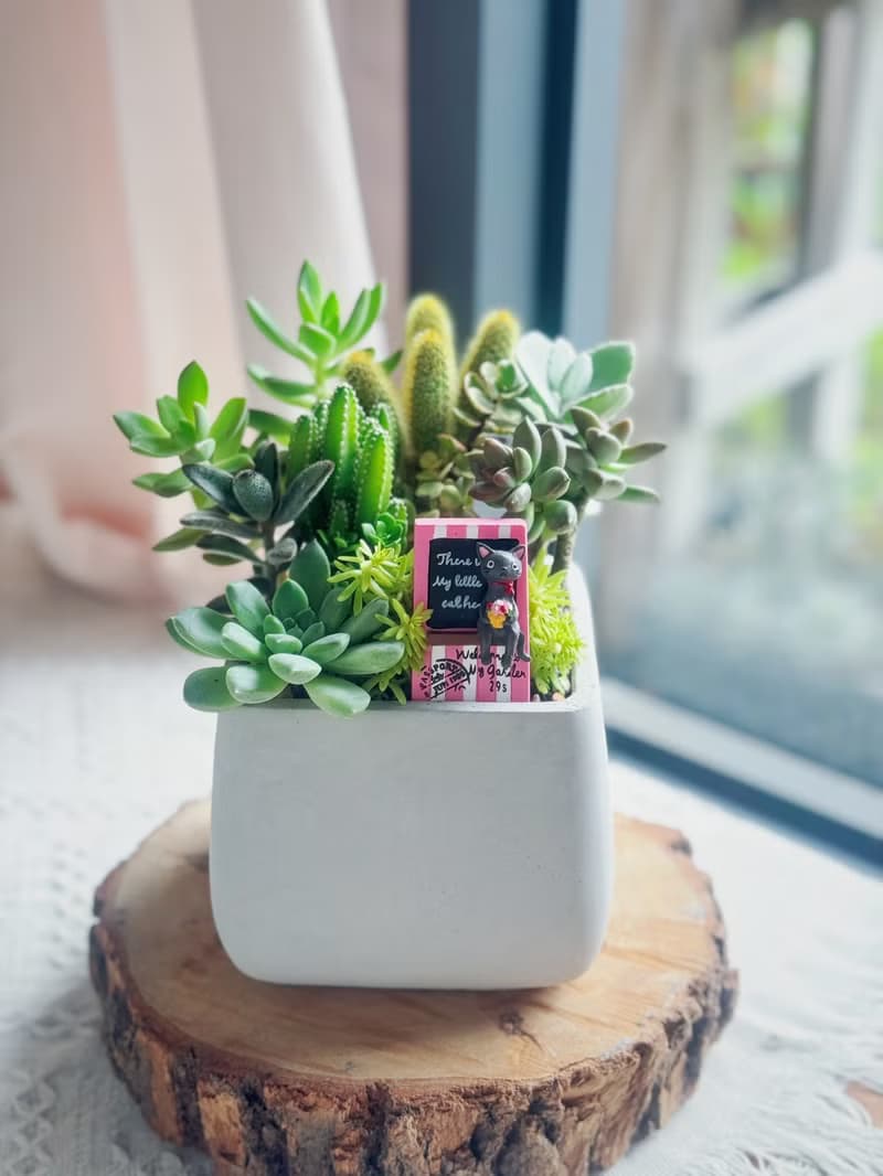 【開幕賀禮】水泥多肉組盆-方形款(2款可挑選).新居落成.升官喬遷