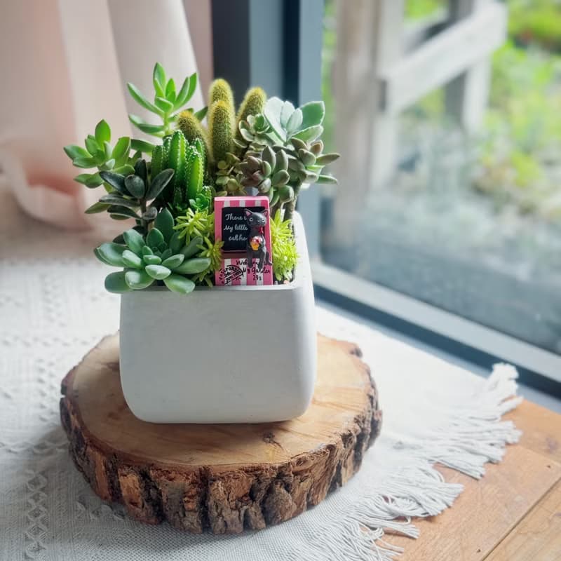 【開幕賀禮】水泥多肉組盆-方形款(2款可挑選).新居落成.升官喬遷