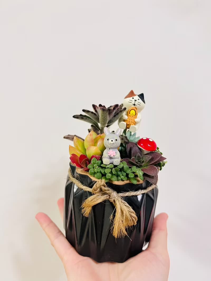 送禮首選 3吋盆 好事發生(花生)花盆 交換禮物 辦公室禮