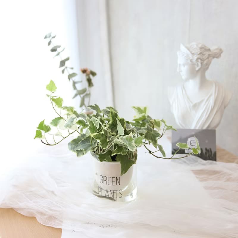 PD158常春藤吸水盆栽/室內植物/懶人植物/環境綠化/居家佈置/植栽