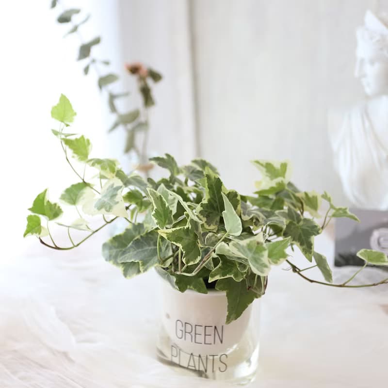 PD158常春藤吸水盆栽/室內植物/懶人植物/環境綠化/居家佈置/植栽