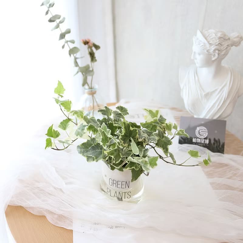 PD158常春藤吸水盆栽/室內植物/懶人植物/環境綠化/居家佈置/植栽