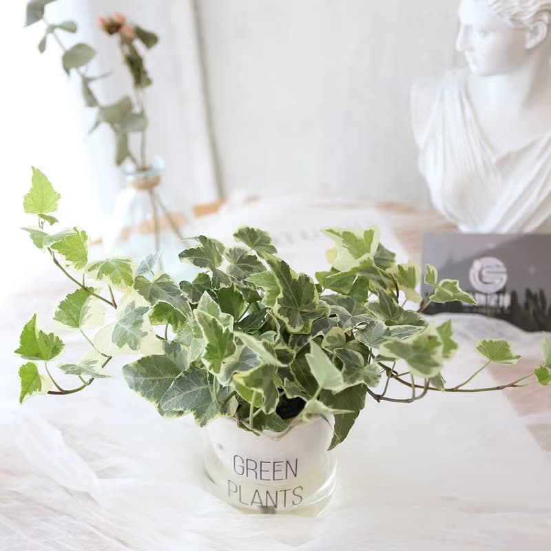 PD158常春藤吸水盆栽/室內植物/懶人植物/環境綠化/居家佈置/植栽