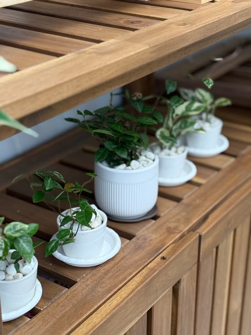 植栽小品_三寸陶瓷花器/白金葛/合果芋/初雪葛/劍尾竹芋