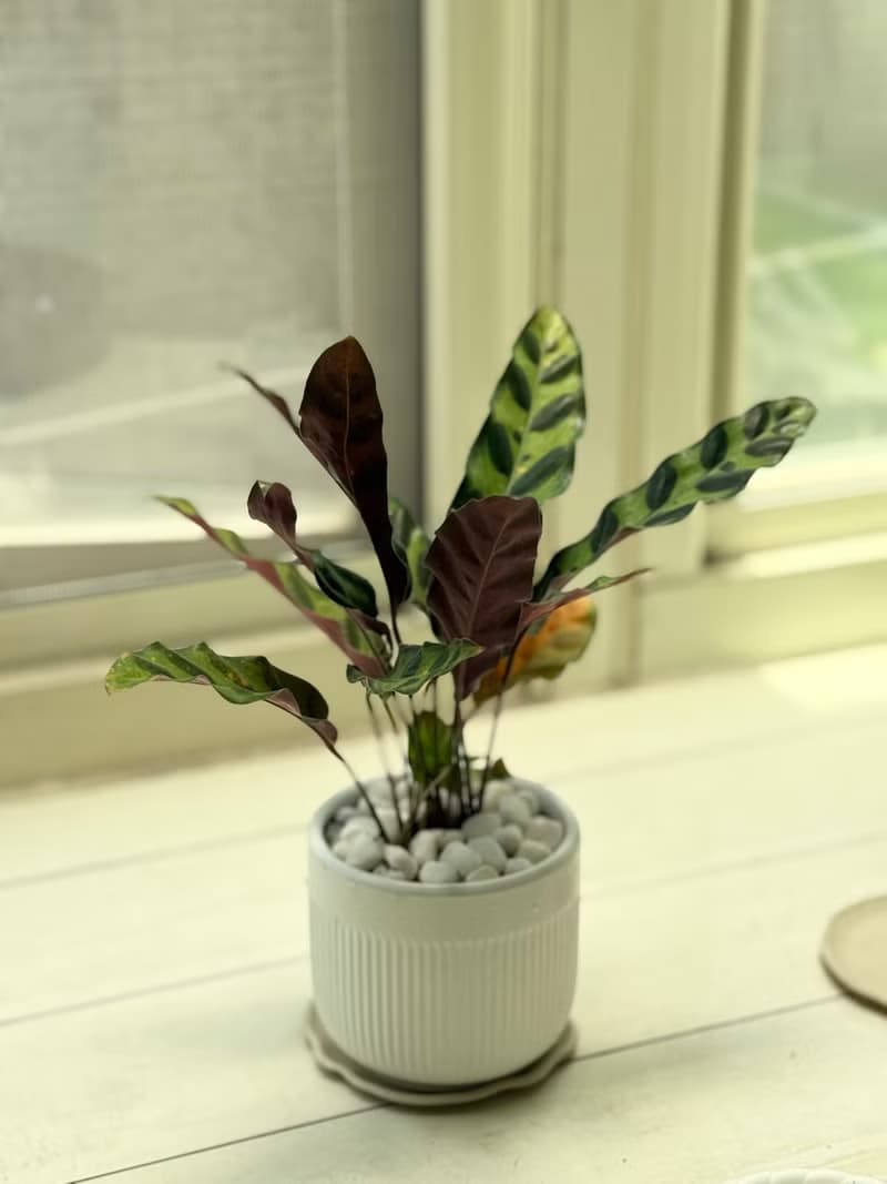 植栽小品_三寸陶瓷花器/白金葛/合果芋/初雪葛/劍尾竹芋