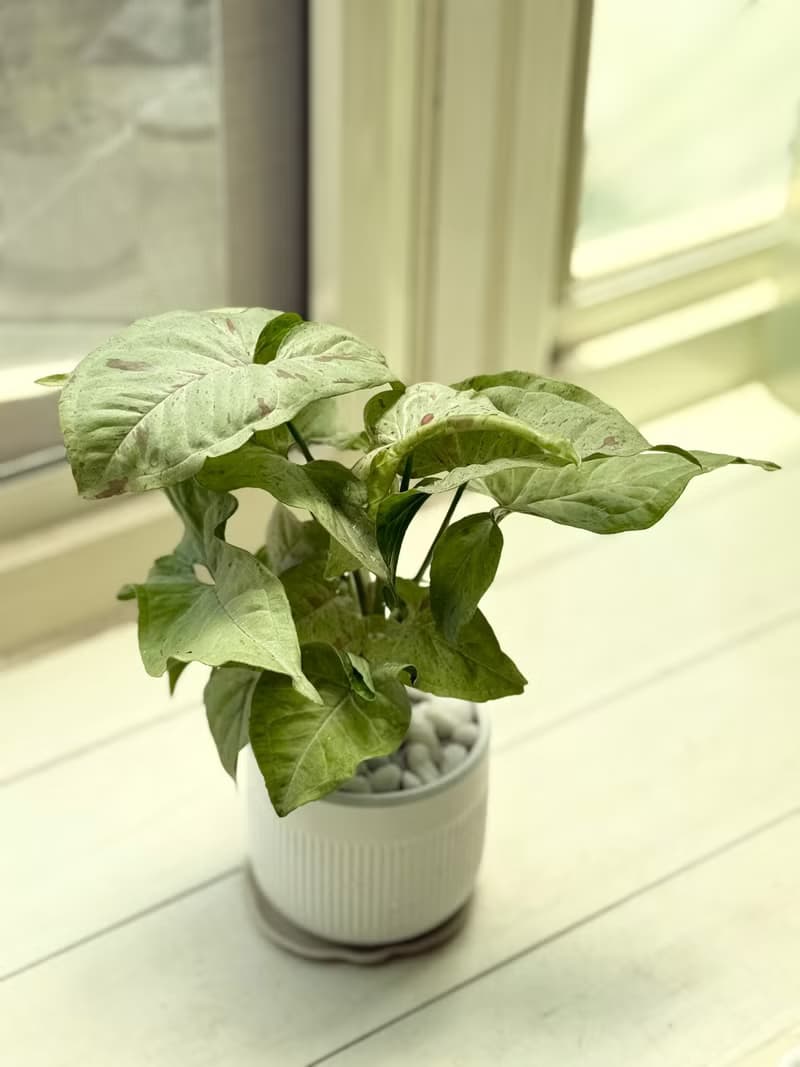 植栽小品_三寸陶瓷花器/白金葛/合果芋/初雪葛/劍尾竹芋